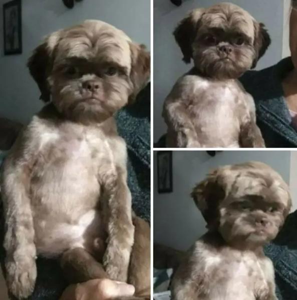 Когда груминг не удался: 30 смешных преображений домашних питомцев